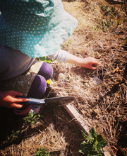 Charger l'image dans la galerie, Cibou découvre les secrets du potager