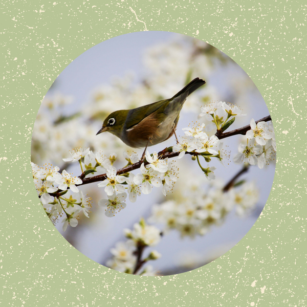 Comment bien accueillir nos oiseaux au printemps ? 🐦